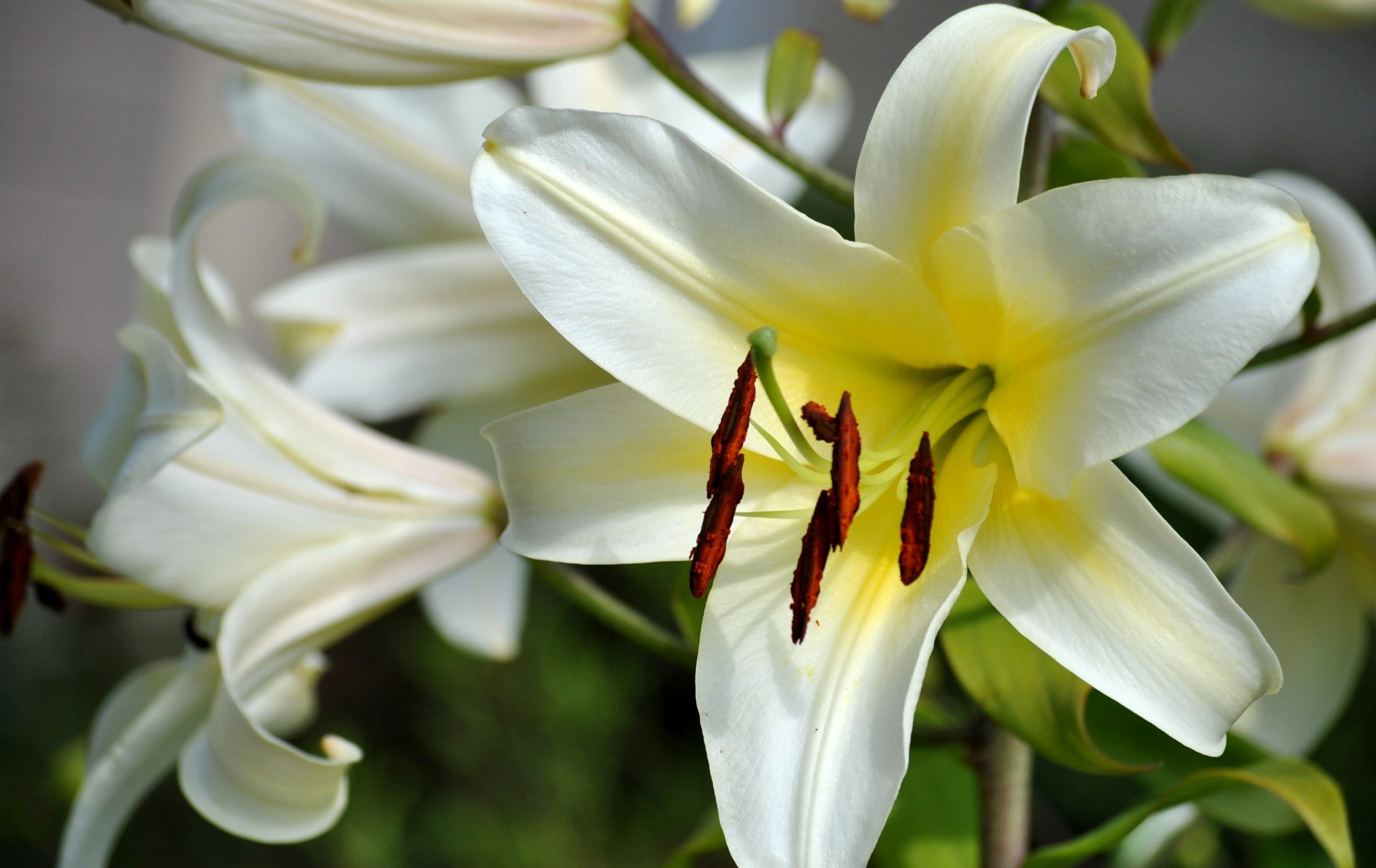 Hình ảnh đẹp nhất về đẹp nhất về hoa ly trắng