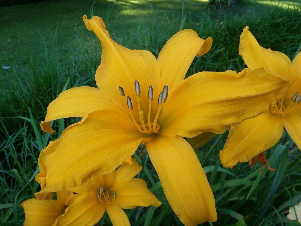 Top 20+ hình ảnh Hoa Ly Vàng đẹp nhất – Loài hoa thanh lịch, sang trọng