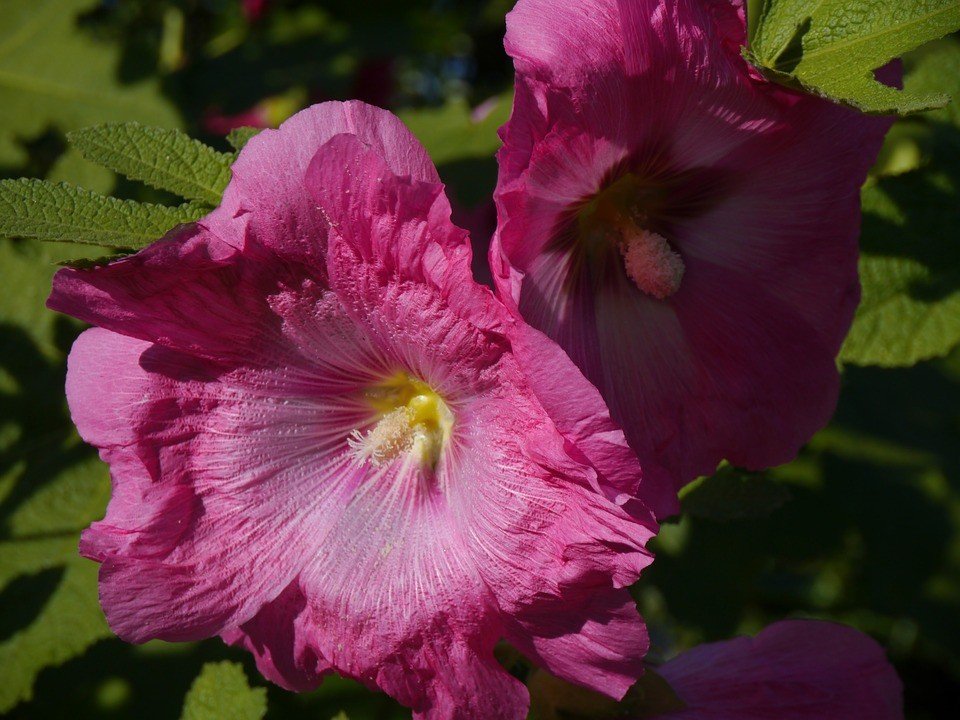 Tổng hợp những hình ảnh về hoa mãn đình hồng đẹp nhất