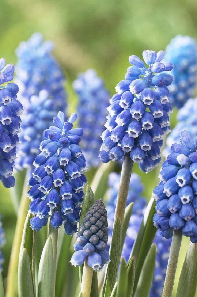 Tổng hợp những hình ảnh về hoa Muscari đẹp nhất