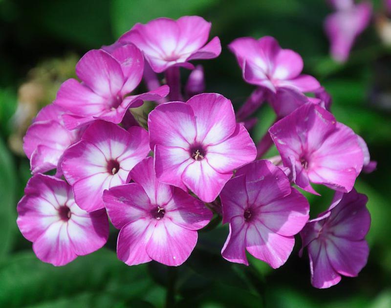 Tổng hợp những hình ảnh về hoa Phlox đẹp nhất