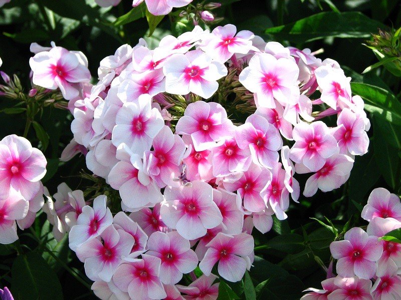 Tổng hợp những hình ảnh về hoa Phlox đẹp nhất