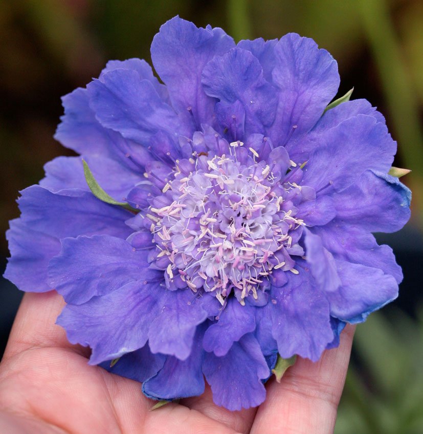 Tổng hợp những hình ảnh về hoa Scabiosa đẹp nhất