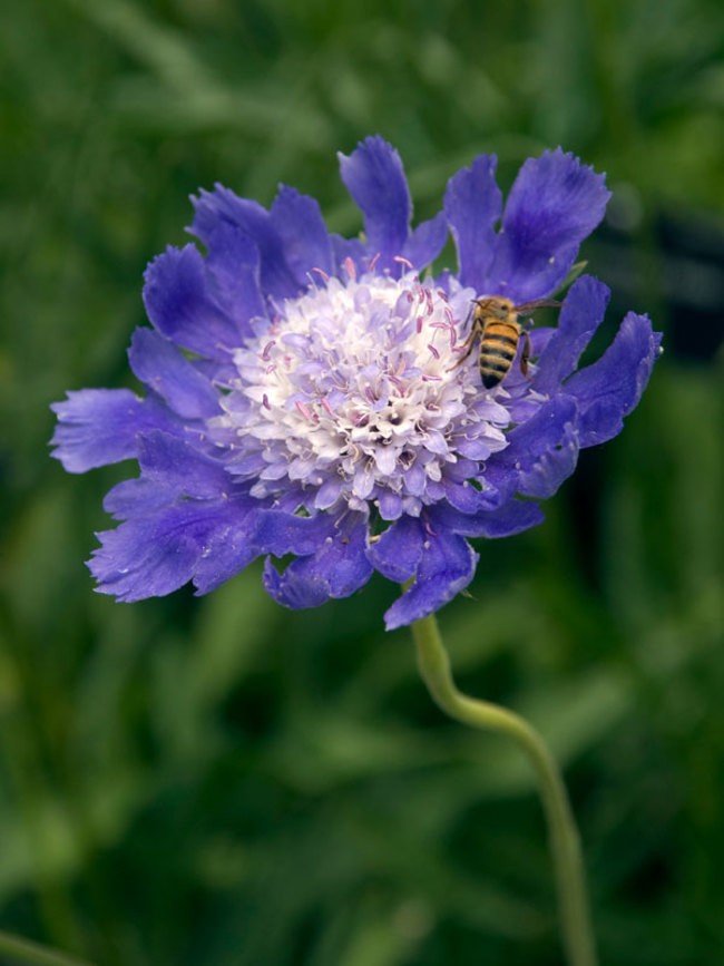 Tổng hợp những hình ảnh về hoa Scabiosa đẹp nhất