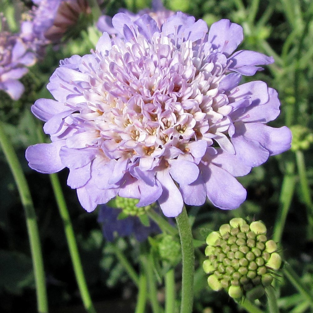 Top 20+ hình ảnh Hoa Scabiosa loài hoa tượng trưng cho tình yêu buồn