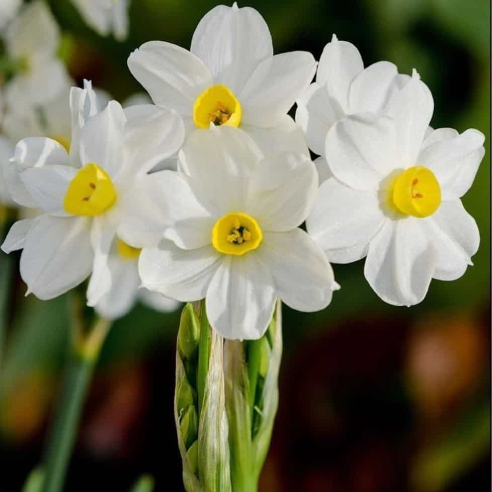 Tổng hợp những hình ảnh về hoa thủy tiên đẹp nhất