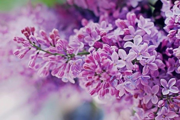 Tổng hợp những hình ảnh về hoa tử đinh hương đẹp nhất