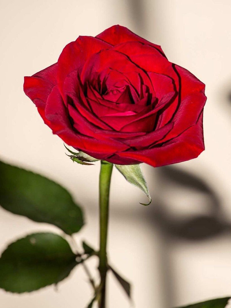 Top với hơn 60 về hình ảnh hoa hồng đỏ - cdgdbentre.edu.vn