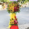 hoa khai truong 2 tang