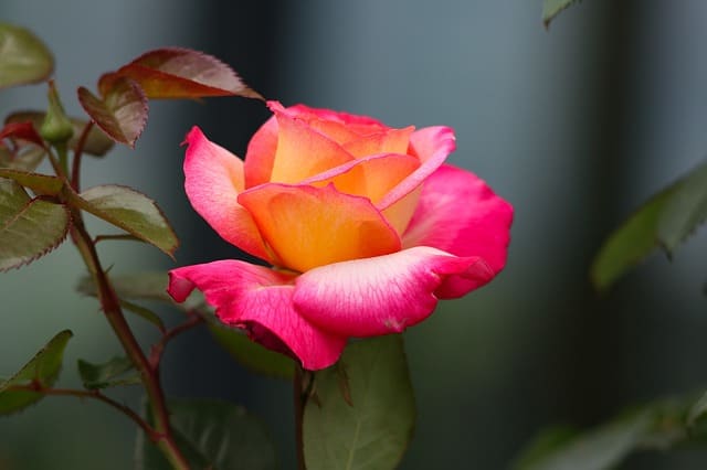 Theo văn hóa của người phương Tây thì hoa hồng còn là loài hoa biểu tượng cho cái đẹp, sự hoàn mỹ.