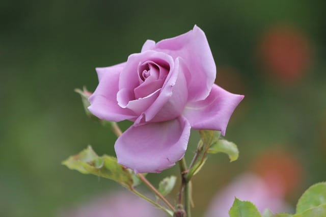 Hoa hồng không chỉ làm quà tặng cho các cặp đôi yêu nhau mà còn là món quà tinh thần đặc biệt được ứng dụng rộng rãi trong nhiều trường hợp khác nhau