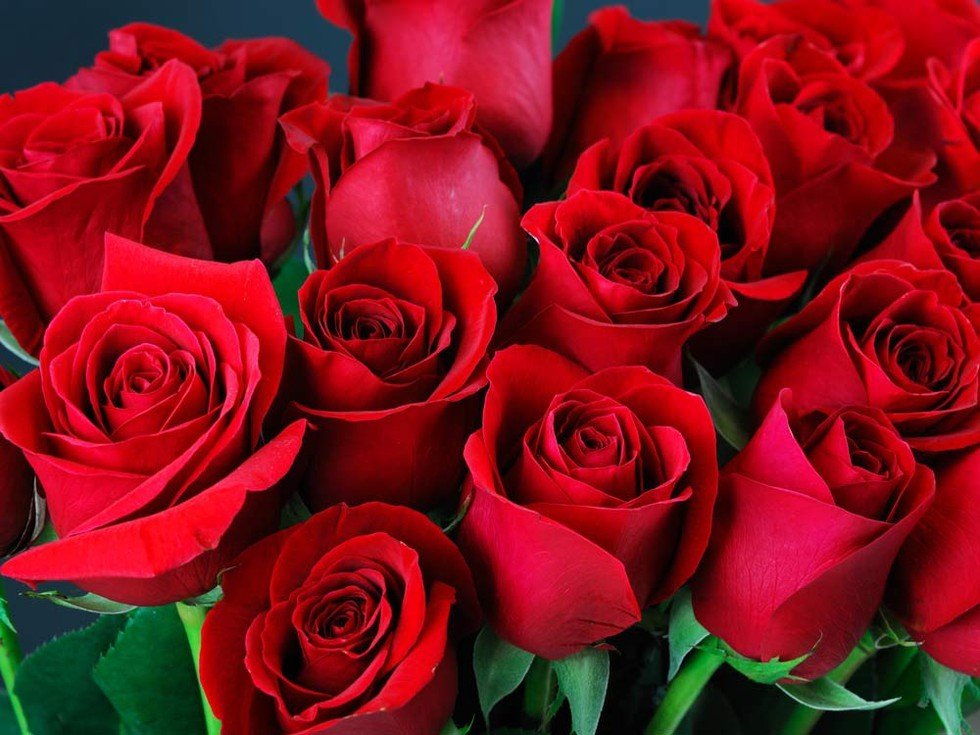 Hoa hồng thể hiện thông điệp tình yêu