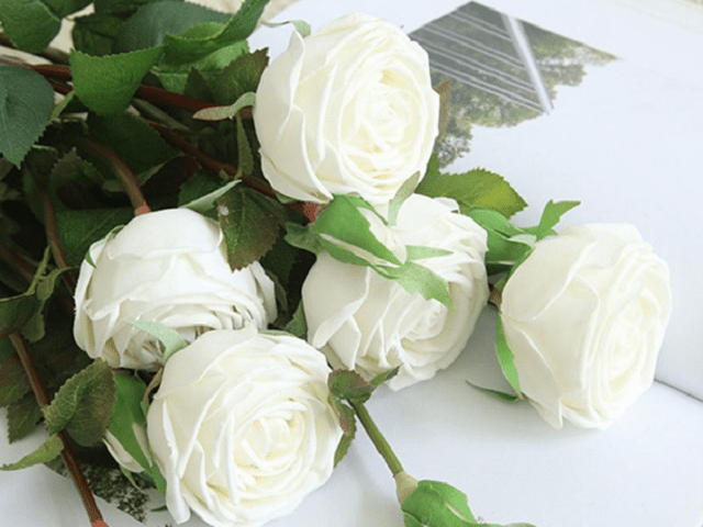 Hoa hồng trắng có nguồn gốc từ châu Âu, là loại hoa thuộc nhóm cây lai