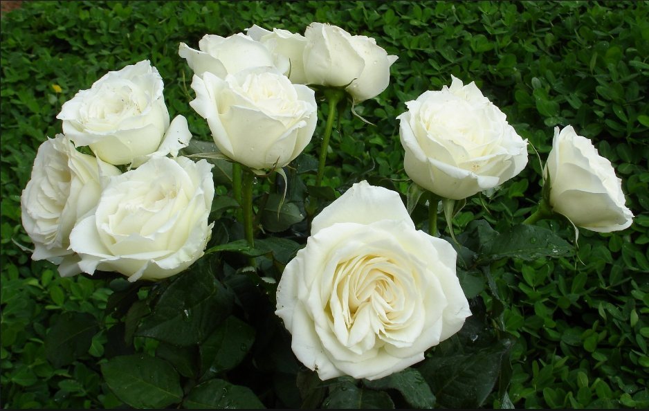 Hoa hồng trắng thể hiện sự ngây thơ, tinh khiết trong tình yêu