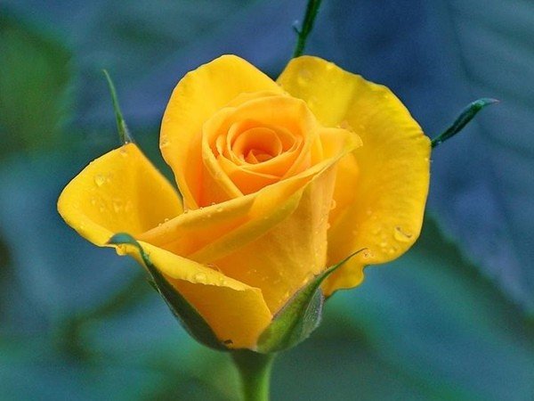 Hoa hồng vàng không chỉ là biểu tượng cho tình yêu, tình bạn mà còn có nhiều ý nghĩa khác